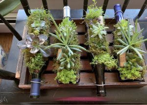 Wine bottle planters on their sides with succulent plants